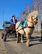  Шетлендский пони  Мальчик 