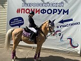 Жеребец Уэльский пони