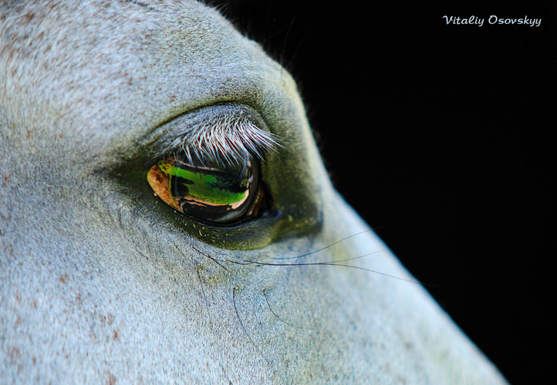 http://www.equestrian.ru/photos/user_photo/2008/4b8e9331.jpg