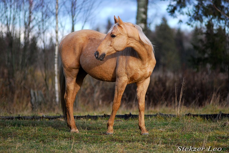 http://www.equestrian.ru/photos/user_photo/2008/538ae189.jpg