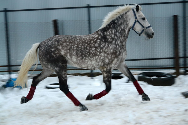 http://www.equestrian.ru/photos/user_photo/2008/fda950fe.jpg