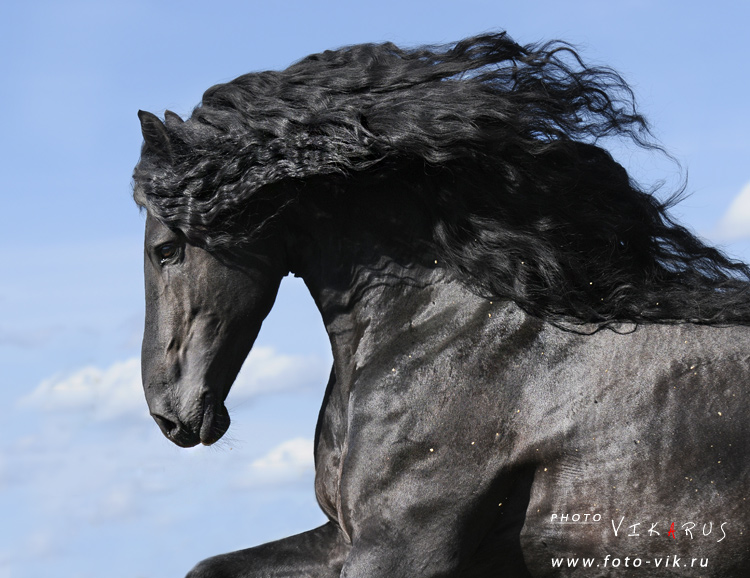 http://www.equestrian.ru/photos/user_photo/2010/490af97a.jpg