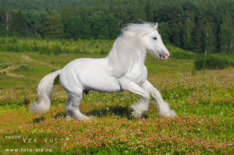 http://www.equestrian.ru/photos/user_photo/2010/89fec17f.jpg