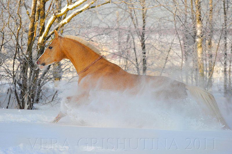 http://www.equestrian.ru/photos/user_photo/2011/5734eebf.jpg