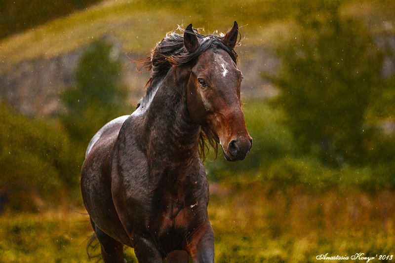 Хычины фото карачаевские