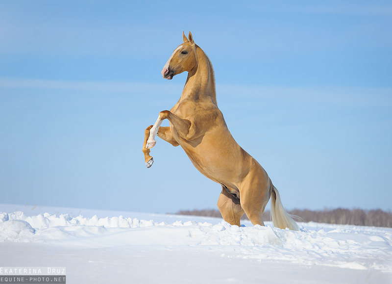 Лошадь свечка фото