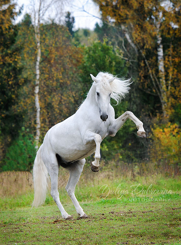 Хычины фото карачаевские