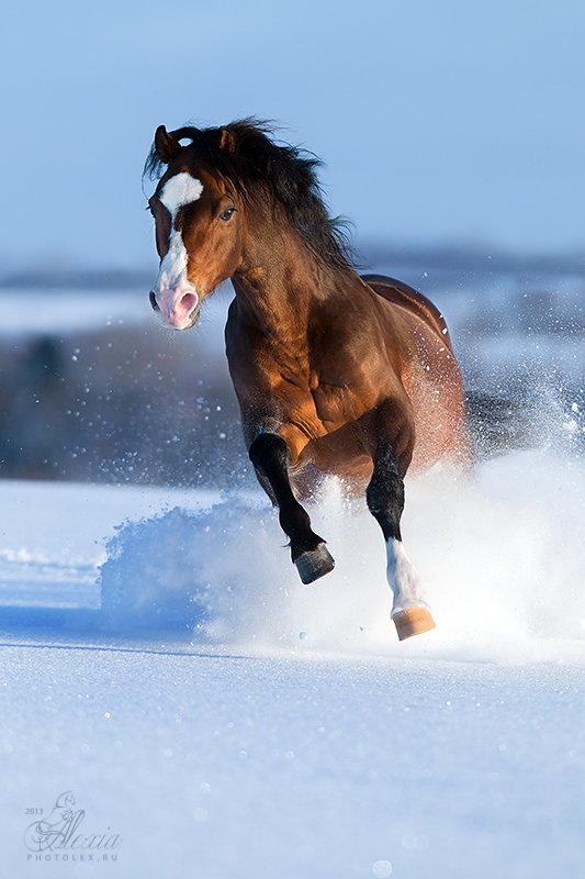 Уэльский пони - фотографии - equestrian.ru