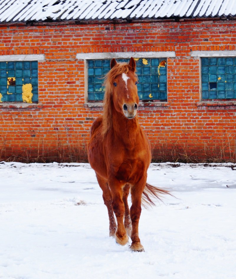 Чеснок башкирский фото