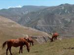 В горах Азербайджана много лошадей, которых забросили туда после войны и теперь они немного одичали, а сельское население вновь их одомашнивает