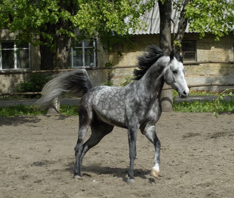 http://www.equestrian.ru/photos/user_photos/a_614f4d.jpg