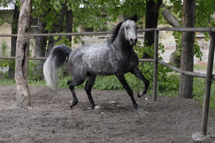 http://www.equestrian.ru/photos/user_photos/a_9f712c.jpg