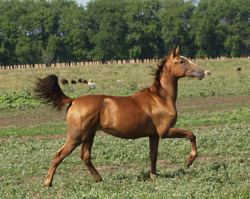 Годовалая лошадь фото